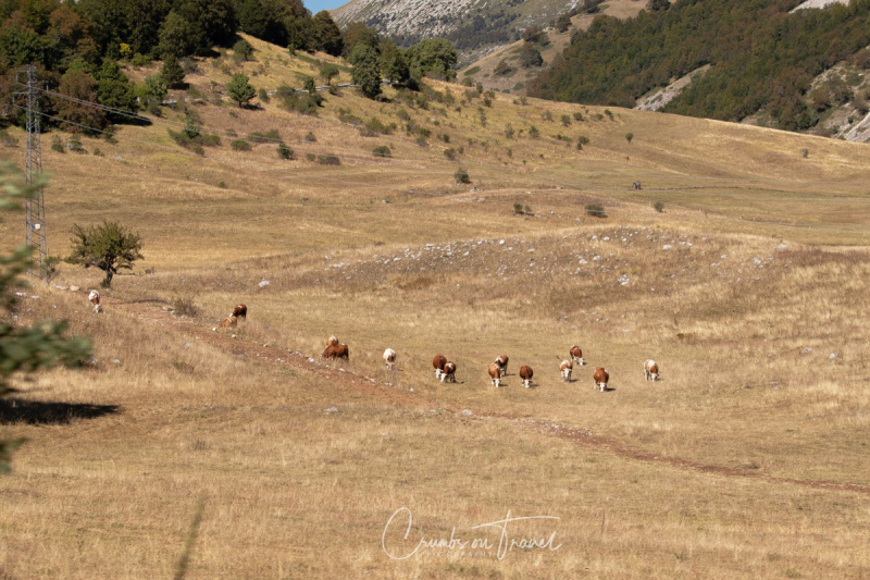 Cattle, Photos from Abruzzo region in Italy