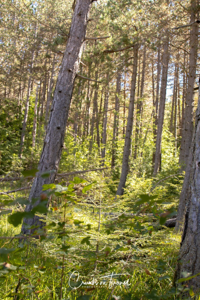 Forest light, Photos from Abruzzo region in Italy