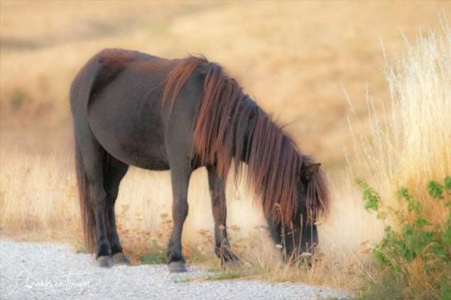 Pony, Photos from Abruzzo region in Italy