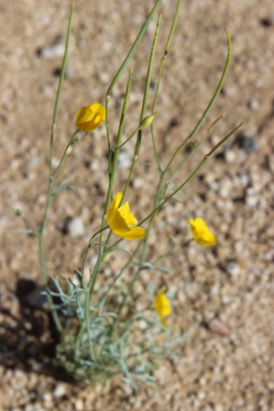 Flowers in the Anza Borrego Desert State Park, California/USA