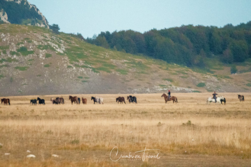 Free horses, The Campo Imperatore High Plateau in the Abruzzo Mountains