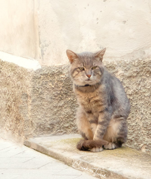 Cat seen in Castilenti in Abruzzo