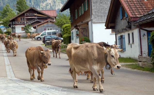 Cows and nature in the Sonthofen area