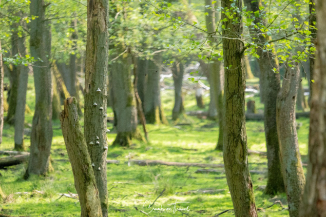 Nature Park Eekholt