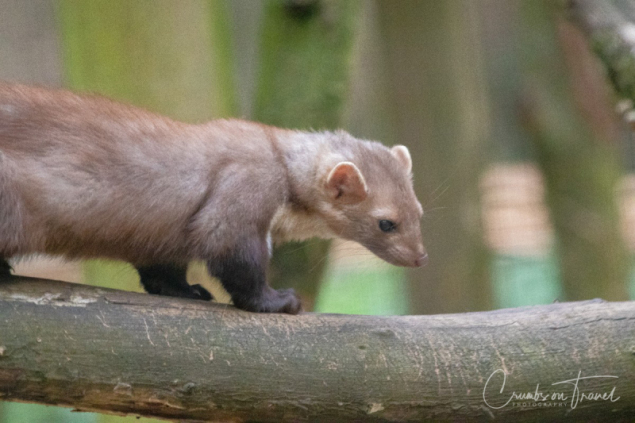 Animals at the Nature Reserve Eekholt