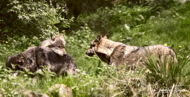 Animals at the Nature Reserve Eekholt