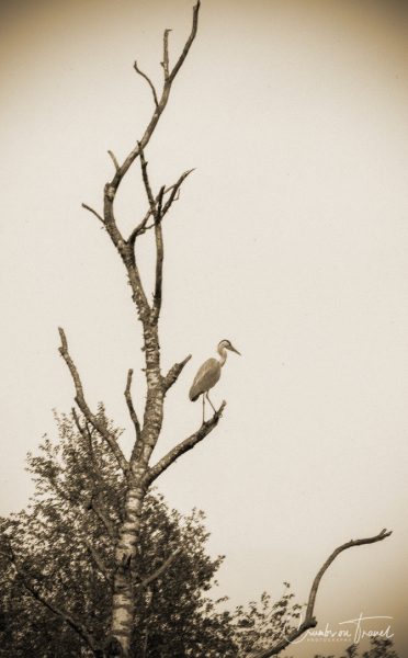 Animals at the Nature Reserve Eekholt