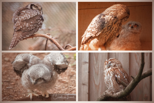 Animals at the Nature Reserve Eekholt