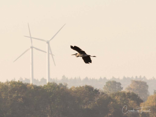 Impressions of an early morning walk from NIendorf to Hemmelsdorf