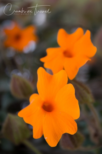 Flower fields of Carlsbad CA USA