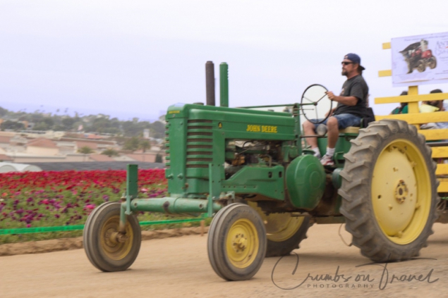 Flower fields of Carlsbad CA USA