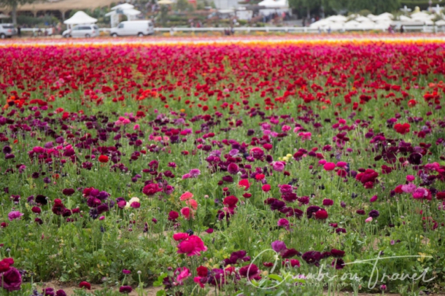 Flower fields of Carlsbad CA USA