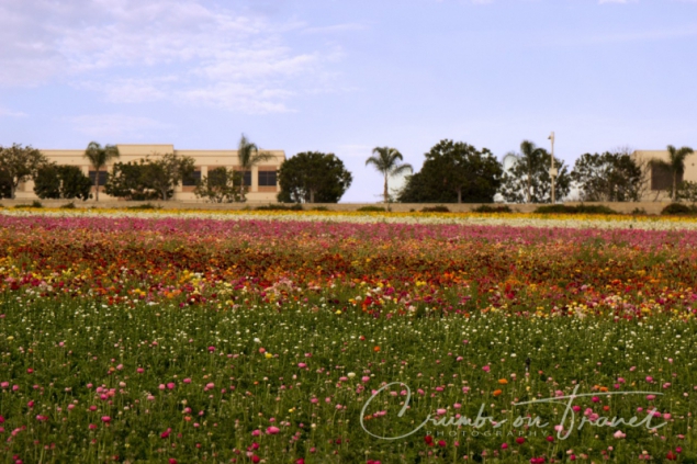 Flower fields of Carlsbad CA USA