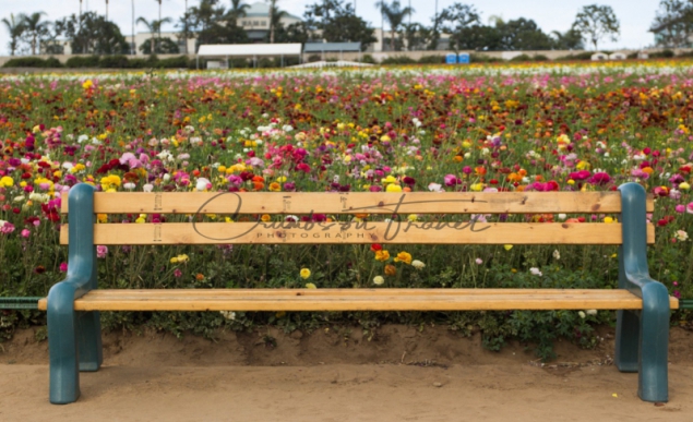 Flower fields of Carlsbad CA USA