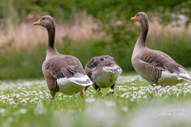 Young and old grayleg geese