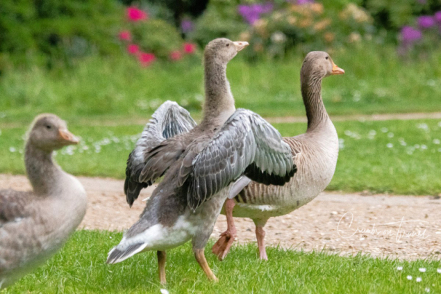 Young and old grayleg geese