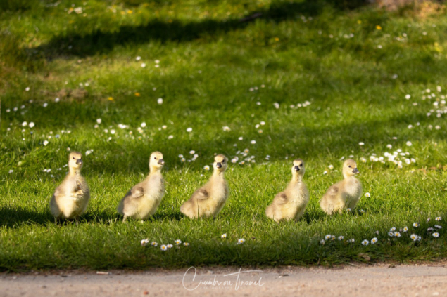 Grayleg Geese in the Park