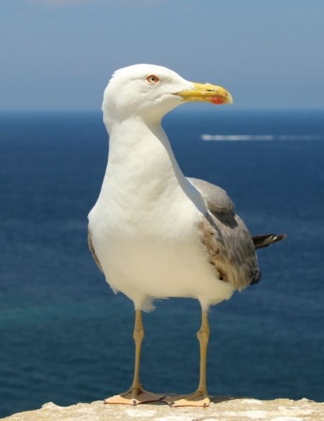 Seagull