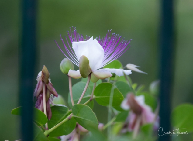 The caper flower