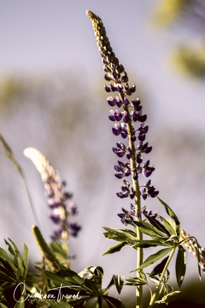 Lupines Flower Photography