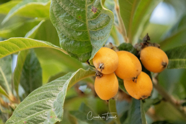 Loquat plant and fruits