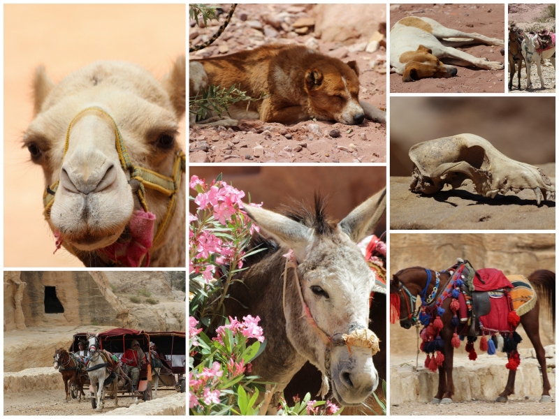 Animals, Petra, Jordan