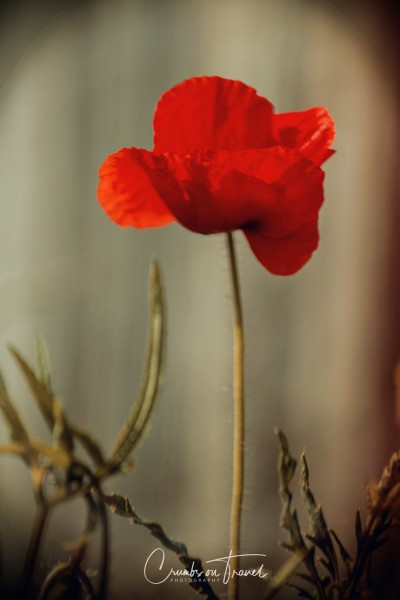 Poppies in Photography