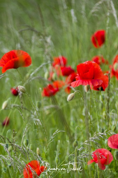Poppies in Photography