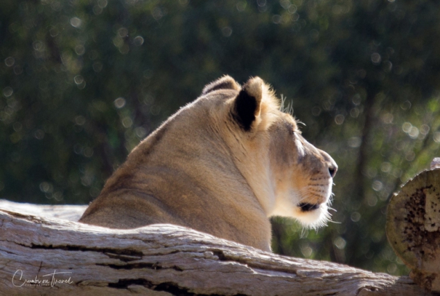 San Diego Zoo Safari Park - Lioness