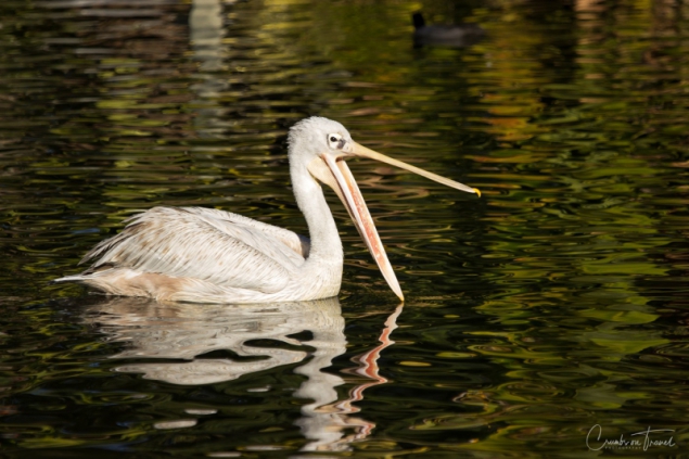 San Diego Zoo Safari Park - Pelican