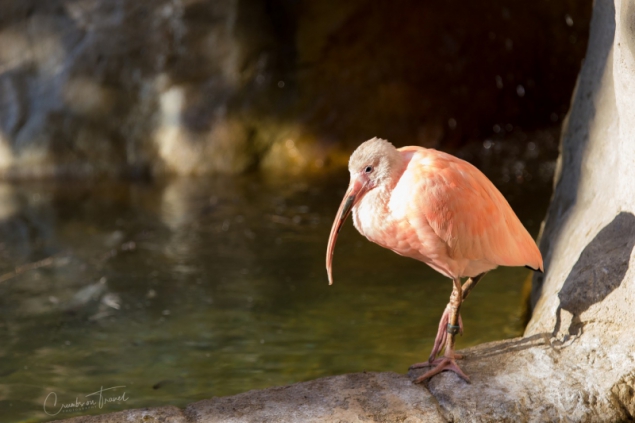 San Diego Zoo Safari Park - Bird