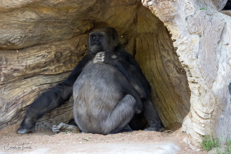 San Diego Zoo Safari Park - Gorillas