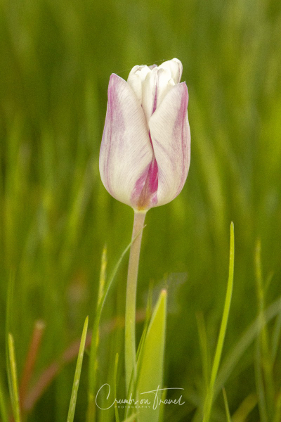 White-pink Tulip
