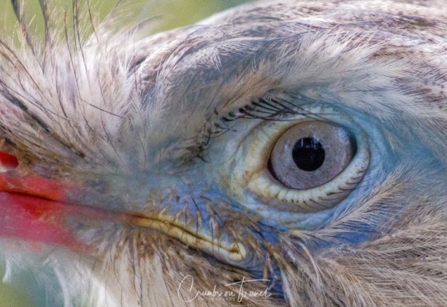 Bird eye