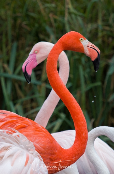 Flamingos