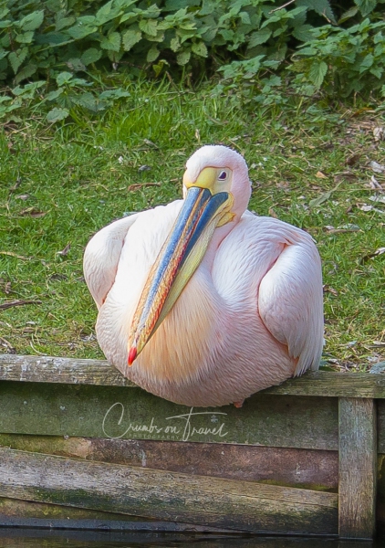 Pelican