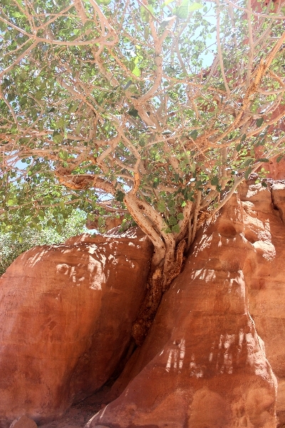 Tree, Wadi Rum, Jordan