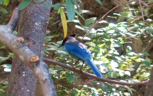 Blue bird seen at the Cold Springs Taverne, Santa Barbara Mountains, California/USA