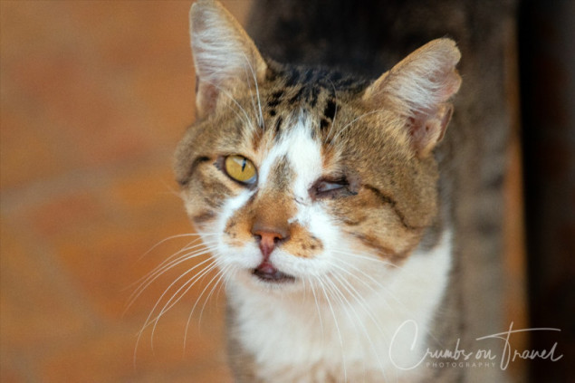 Gregor, the cat
