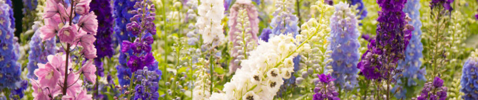 Flower fields of Carlsbad