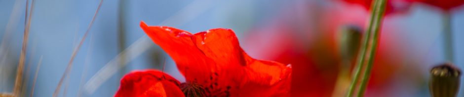 Poppies in photography